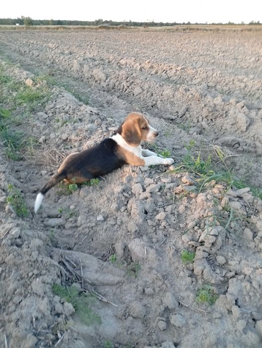 Beagle szczeniak piesek