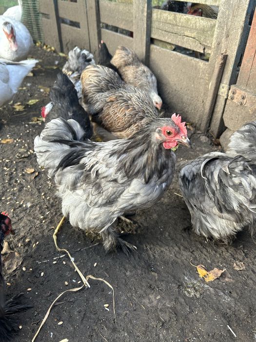 Kochin miniaturowy koguty