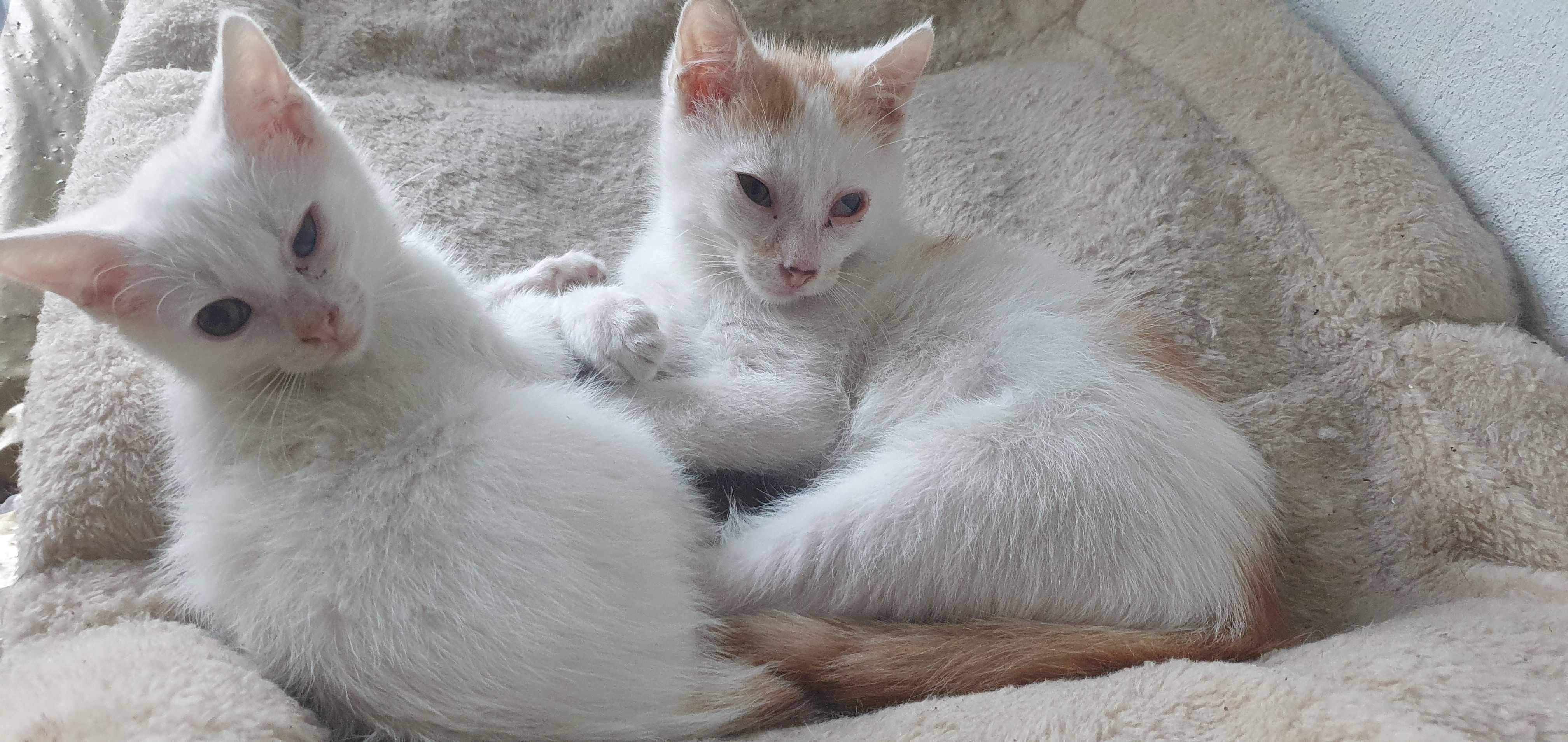 Kotki zadbane białe do adopcji