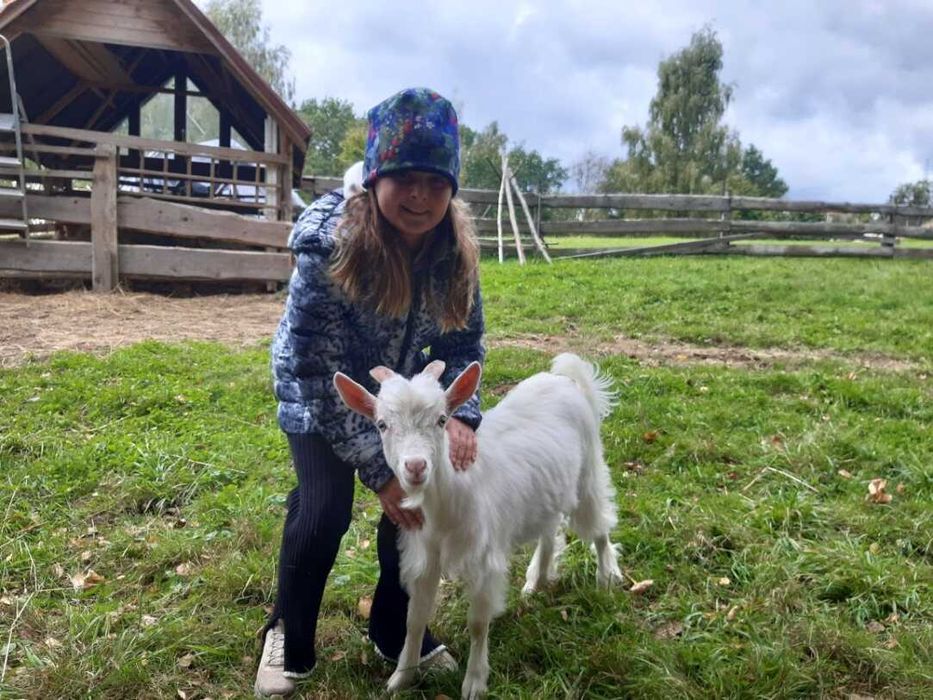 Piękny 4 miesięczny koziołek rasy Karpackiej