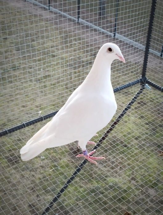 Gołębie Pocztowe Białe