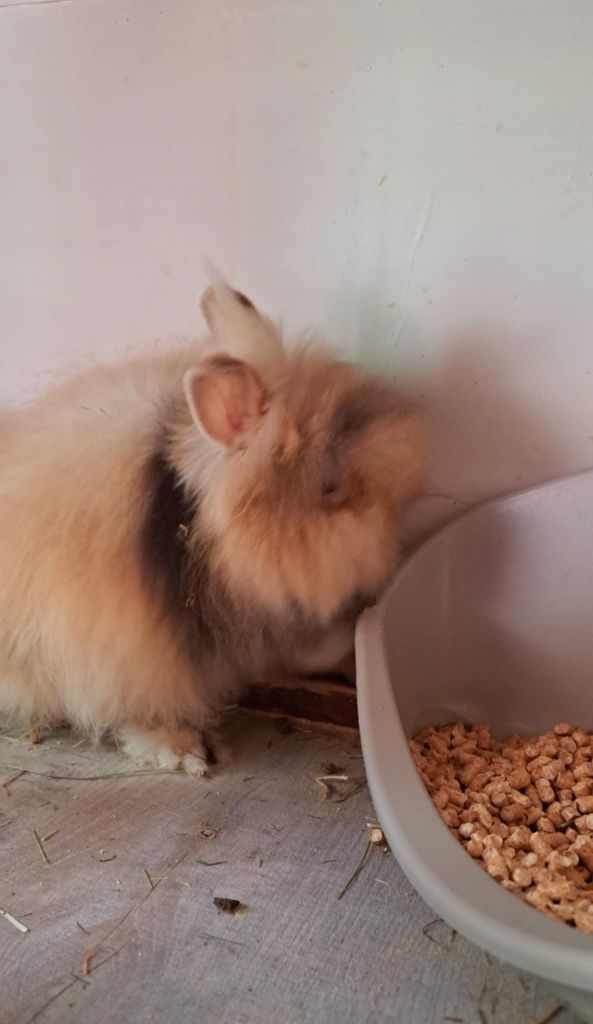 Króliczki miniaturki