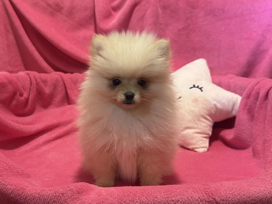 Szpic Miniaturowy - SUNIA na kolanka rezerwacja