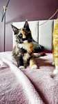 Hermiona – kotka rasy Maine Coon | FlerkenCats*PL