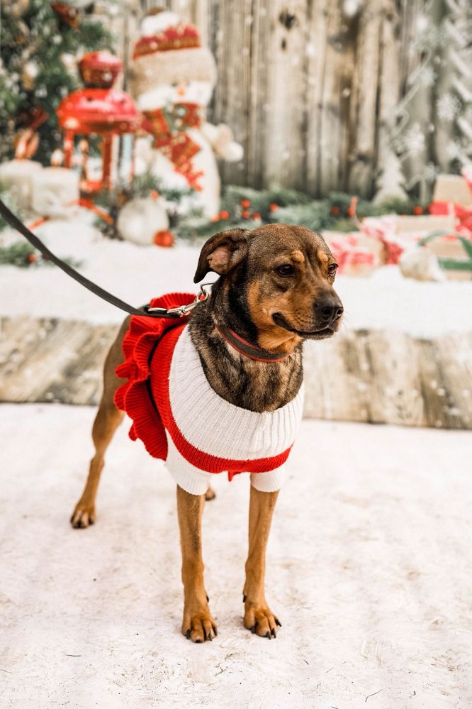 Hera - przyjazna suczka do adopcji