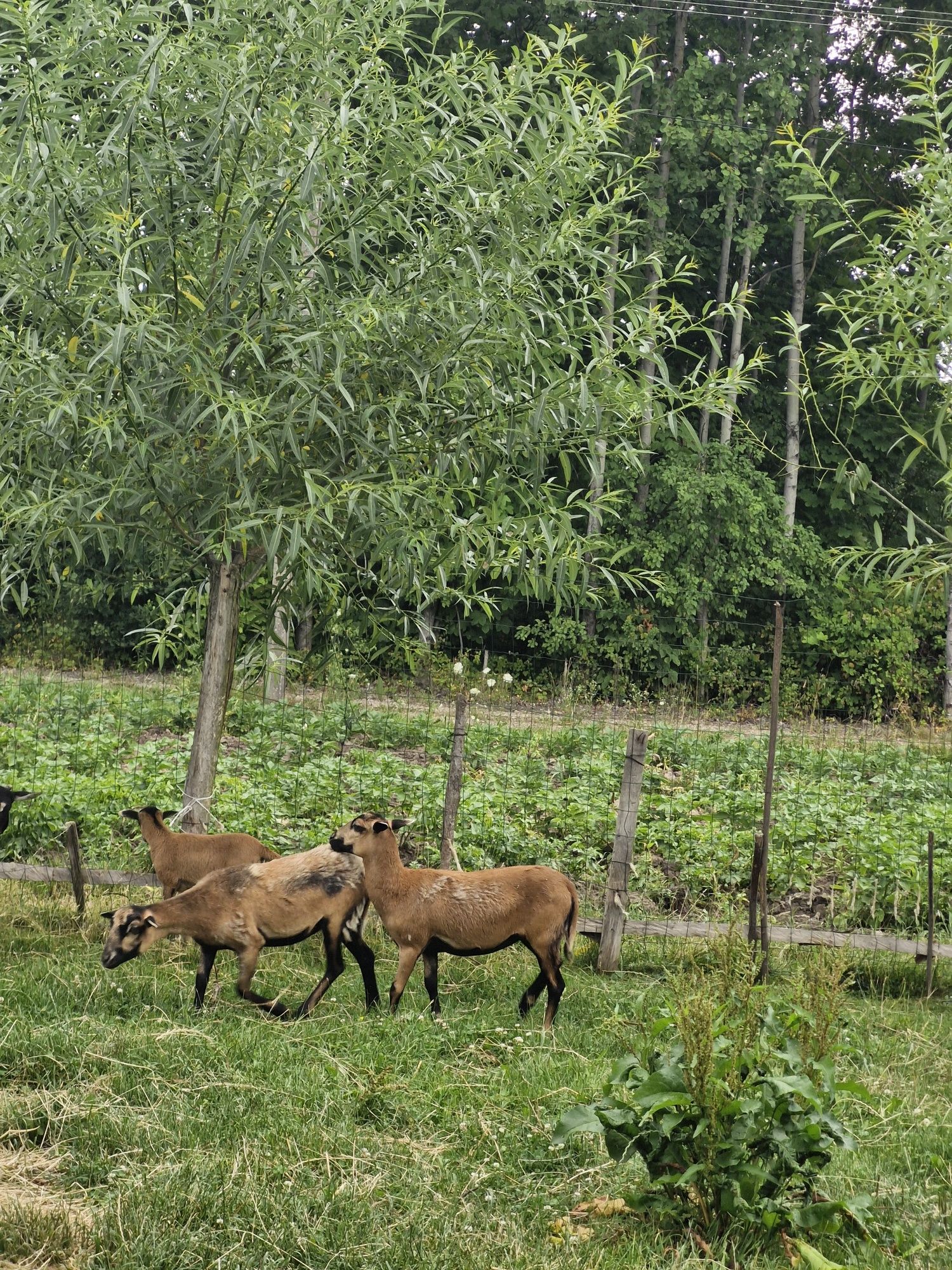 Owce kameruńskie