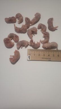 Мыши, крысы кормовые