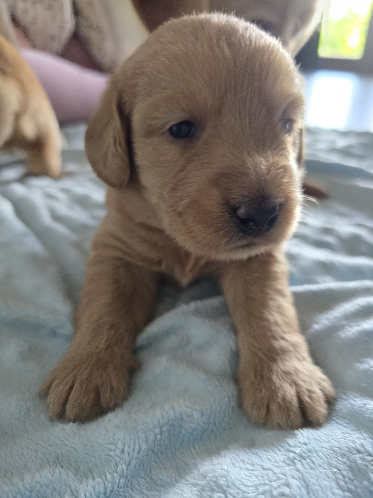 Labradoodle f1  goldendoodle sunia