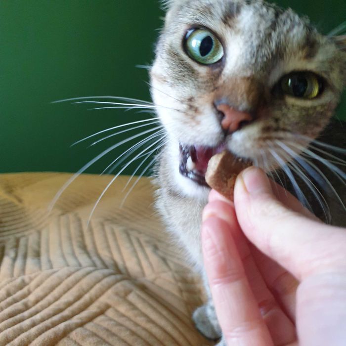 Koko szuka kochającego domku! Stowarzyszenie Częstochowa DLA ZWIERZĄT