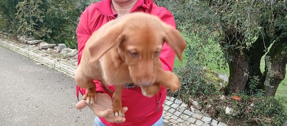 Cachorros para Adoção