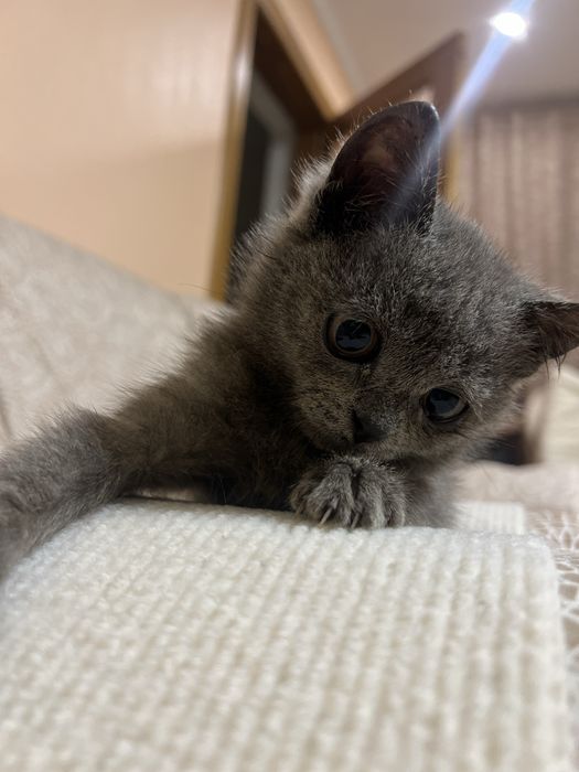 Кошеня котик бринтанка