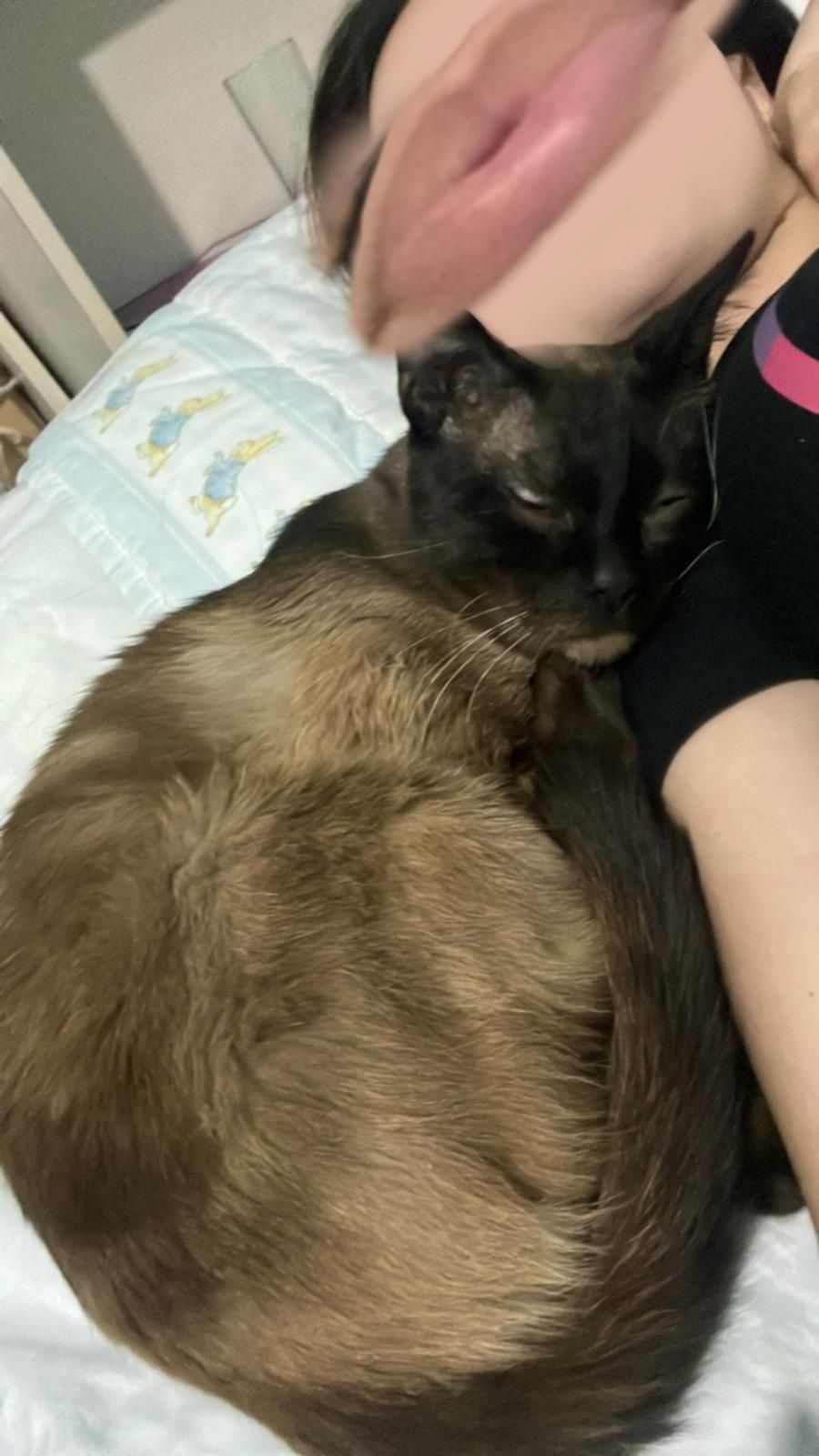 URGENTE! Doação de um gato e uma gata