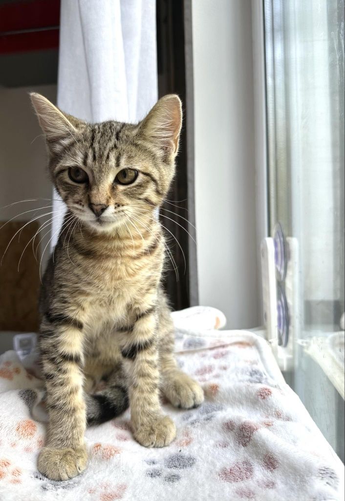Полосатый котёнок мальчик ищет дом! Котята! Отдам в хорошие руки!