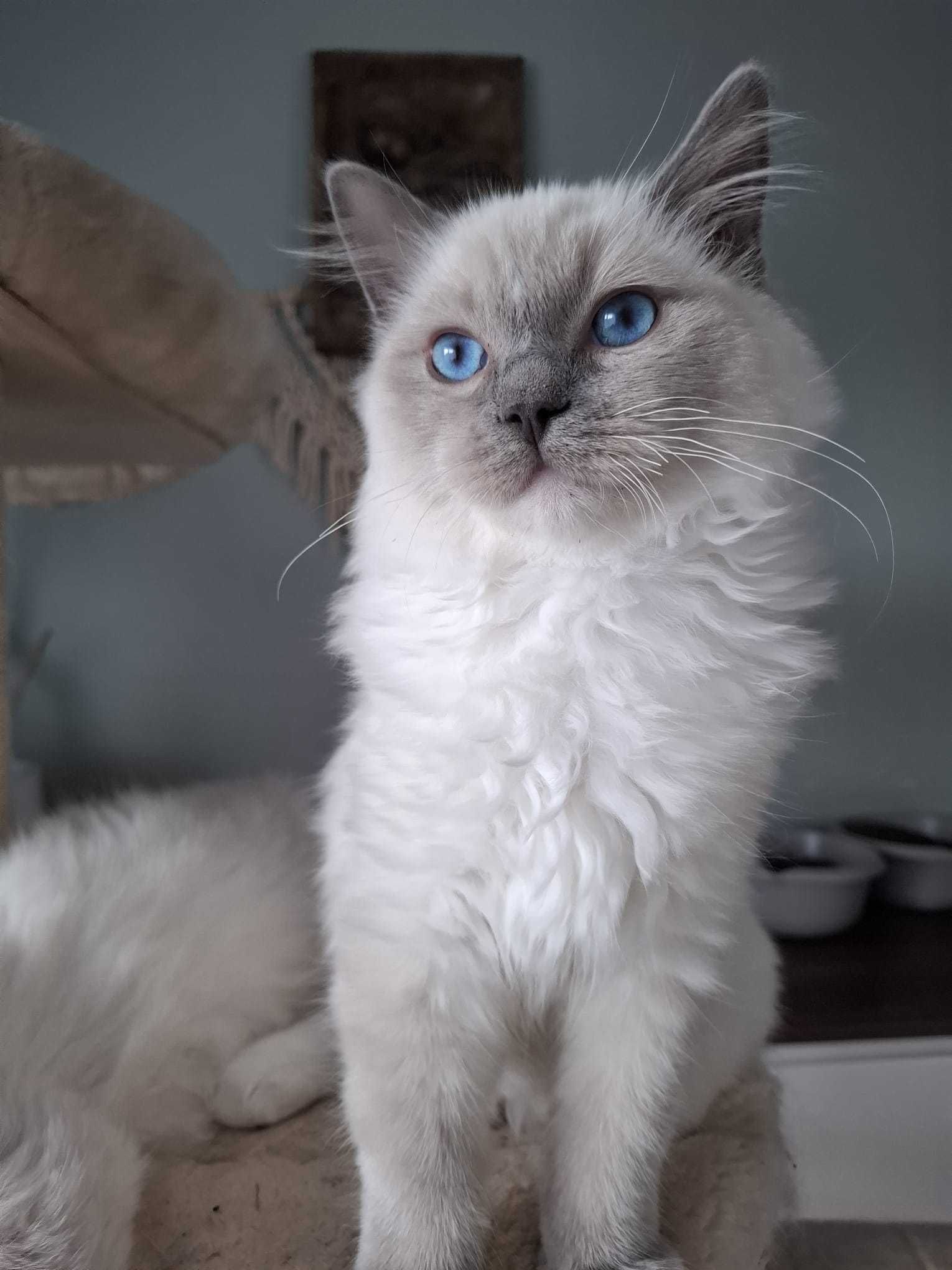 Chłopiec kocur Ragdoll blue mitted FPL mruczuś