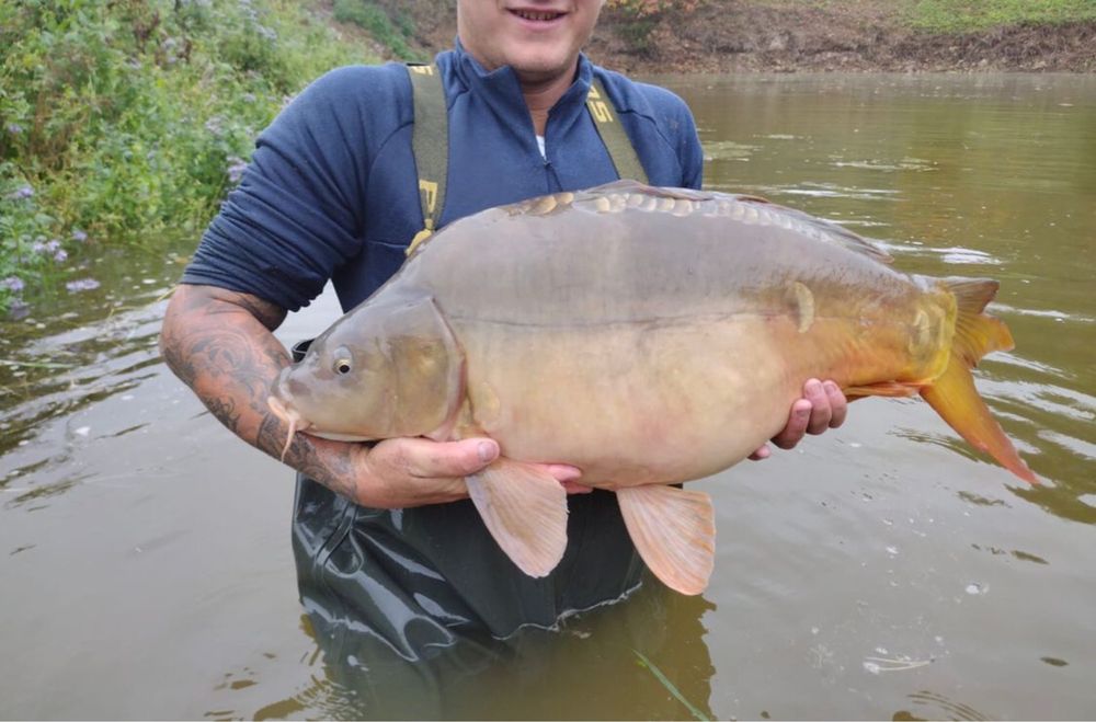 Karp na łowisko 6-11 kg KARPIE