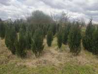 Cyprysiki Lawsona Columnaris 150, 160, 170cm +