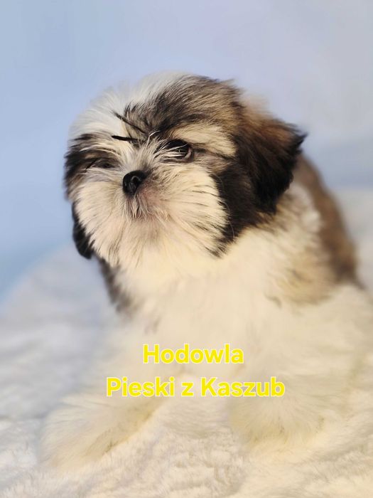 Shih-tzu Lucky Gotowy do Odbioru