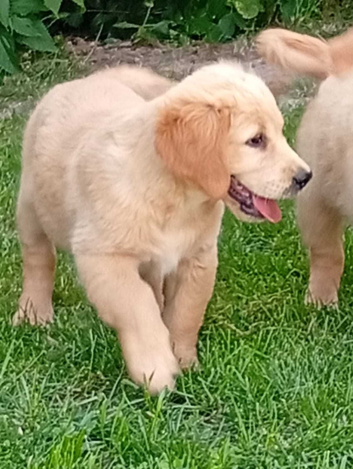 Szczenię golden retriever do odbioru