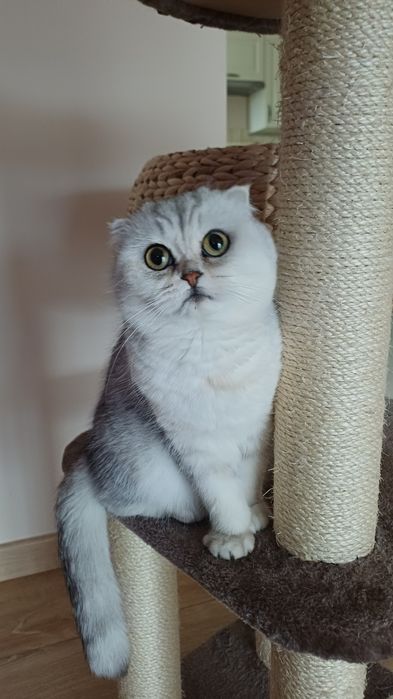 Kotka śliczna szkocka zwisłoucha