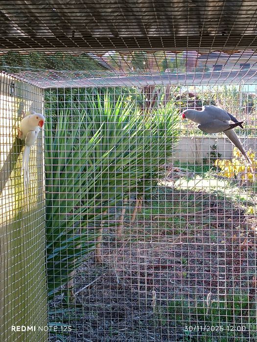 Várias aves para cedência