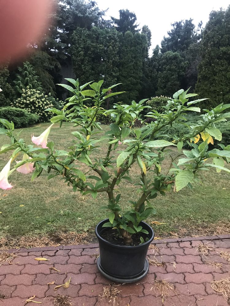 Datura duza kwiat pojedynczy morelowa ,rozowa