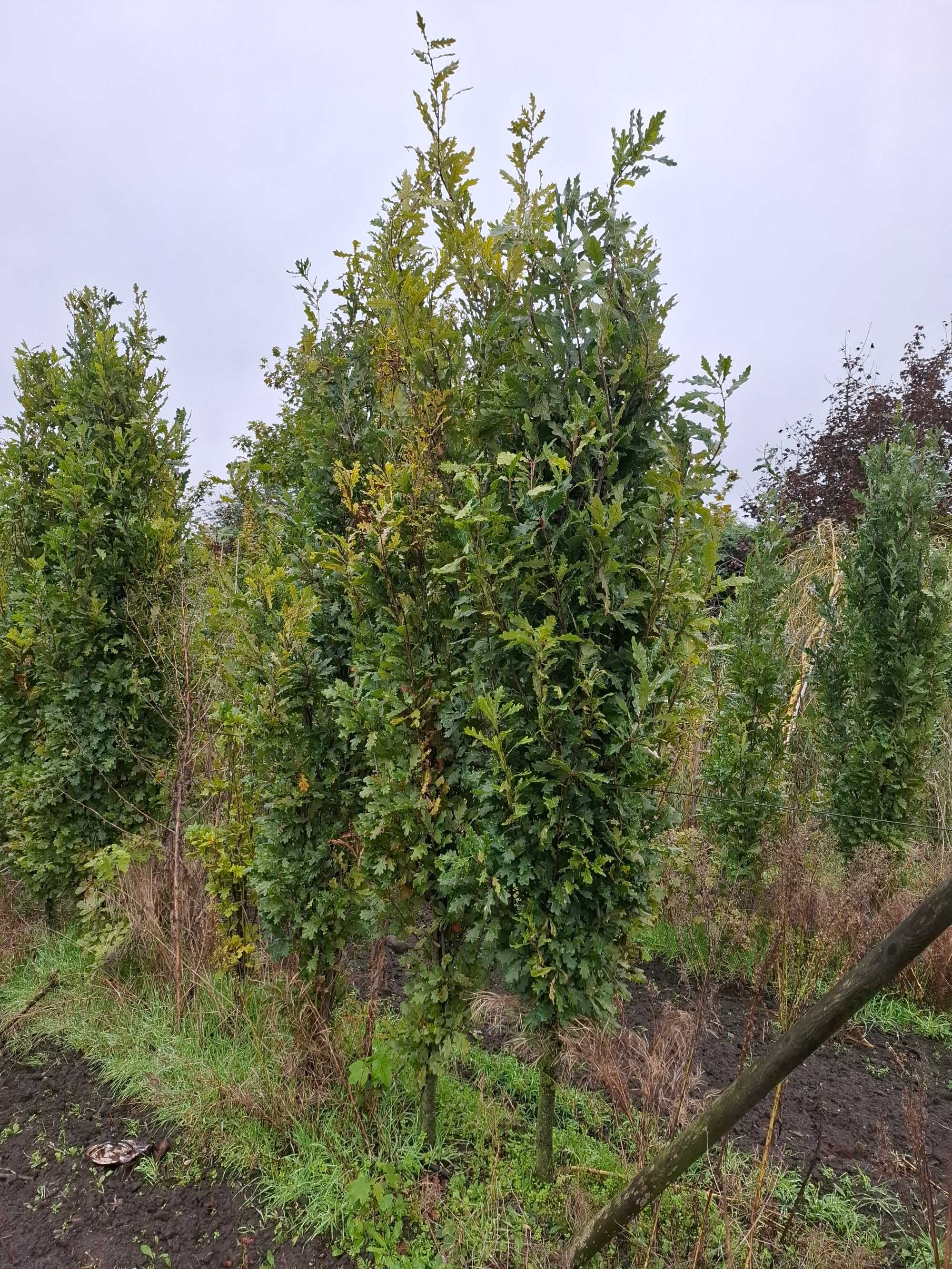 dąb szypułkowy Fastigiata, Quercus robur `Fastigiata` -