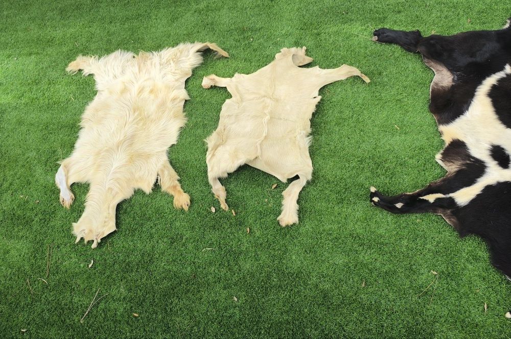 Pele de cabra genuína - instrumentos - decoração