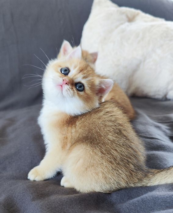 Кошенята британка золота шиншила