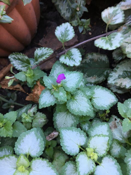 Цветы садовые