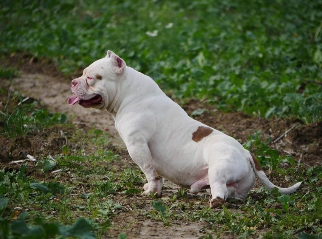 American Bully samiec