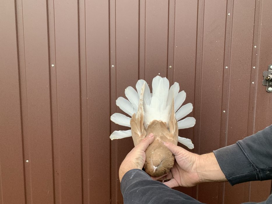 Orlik,orliki lubelskie żółte