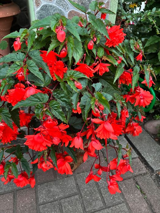 Begonia pendula wieloletni kwiat balkonowy