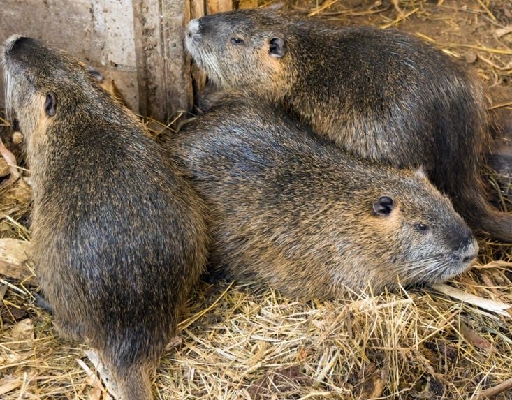 Продам нутрій на розвід