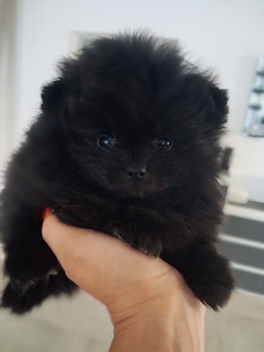 Szpic miniaturowy pomeranian sunia maluka