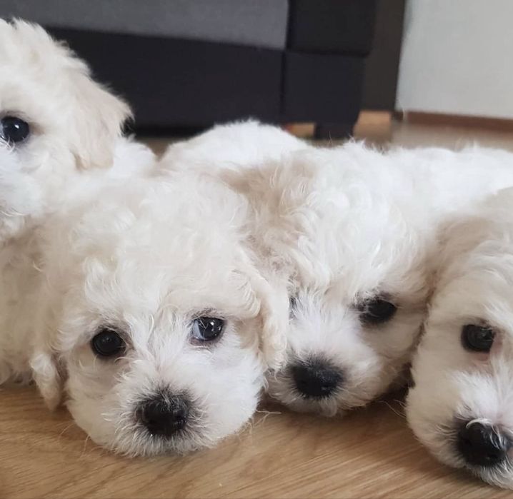 Bichon Frise FCI rodowód