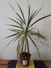 Драцена окаймленная, тропическое растение, комнатное растение