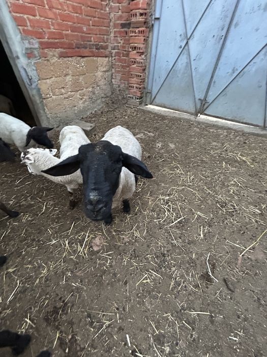 Animais de quinta
