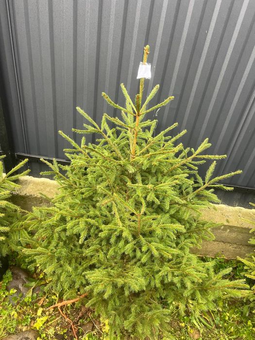 Ялинка в горщику(жива)