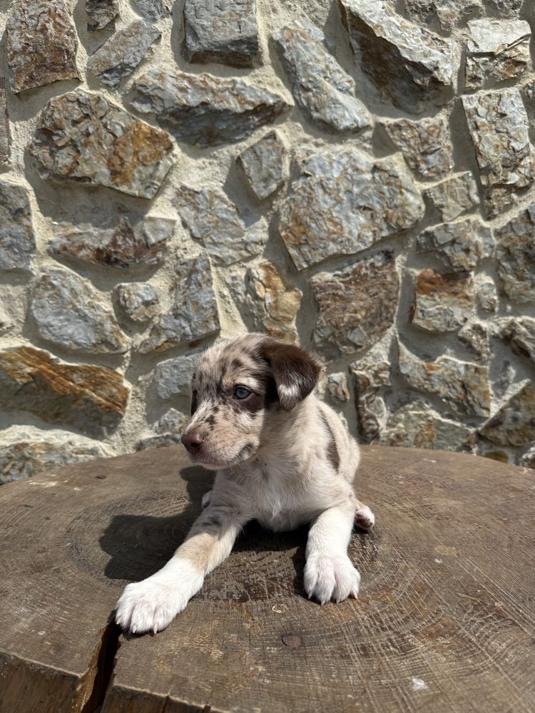 Border collie Merle