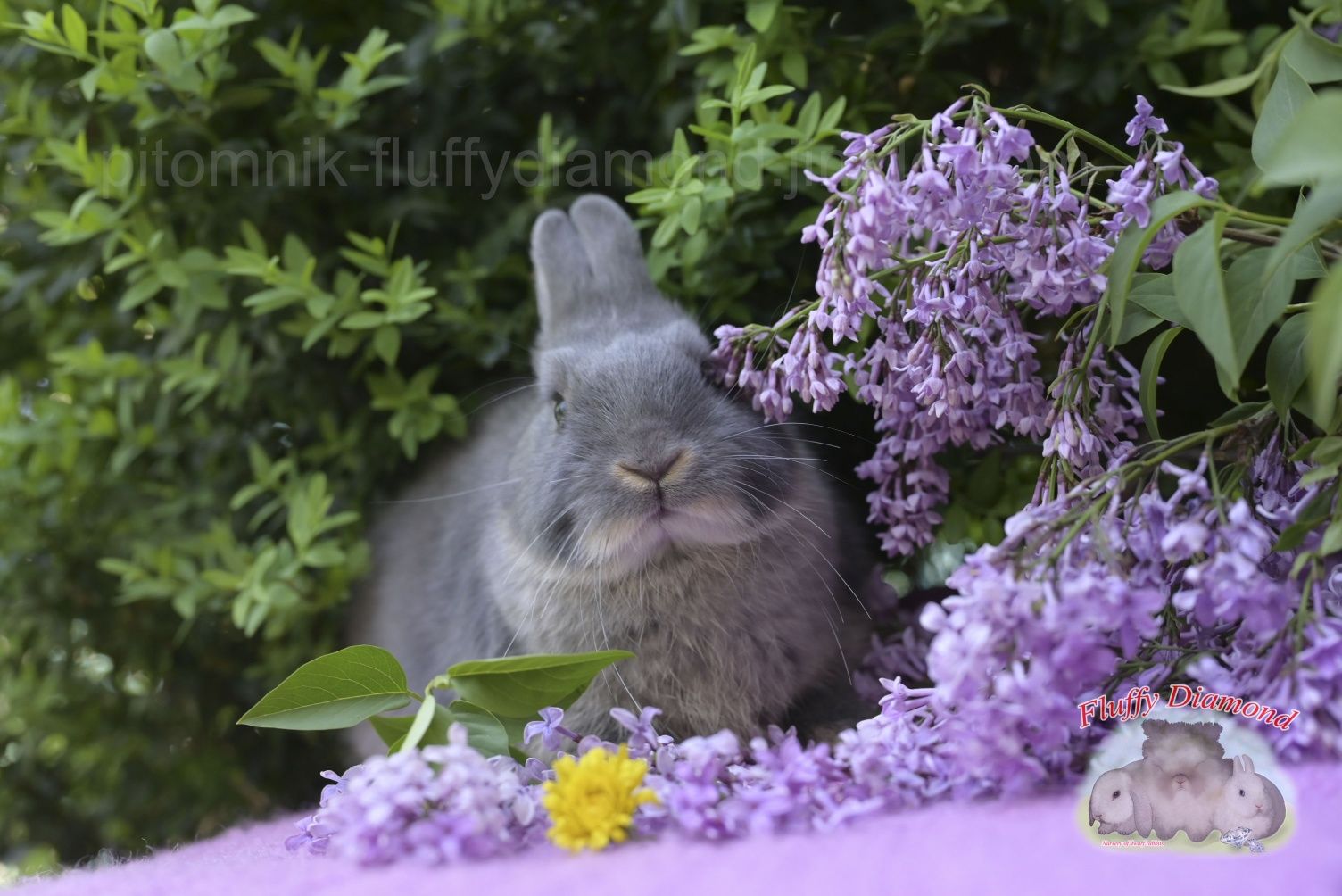 Карликові кролики з розплідника "Fluffy Diamond" Нідерландський карлик
