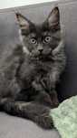 Czarna dymna Maine coon