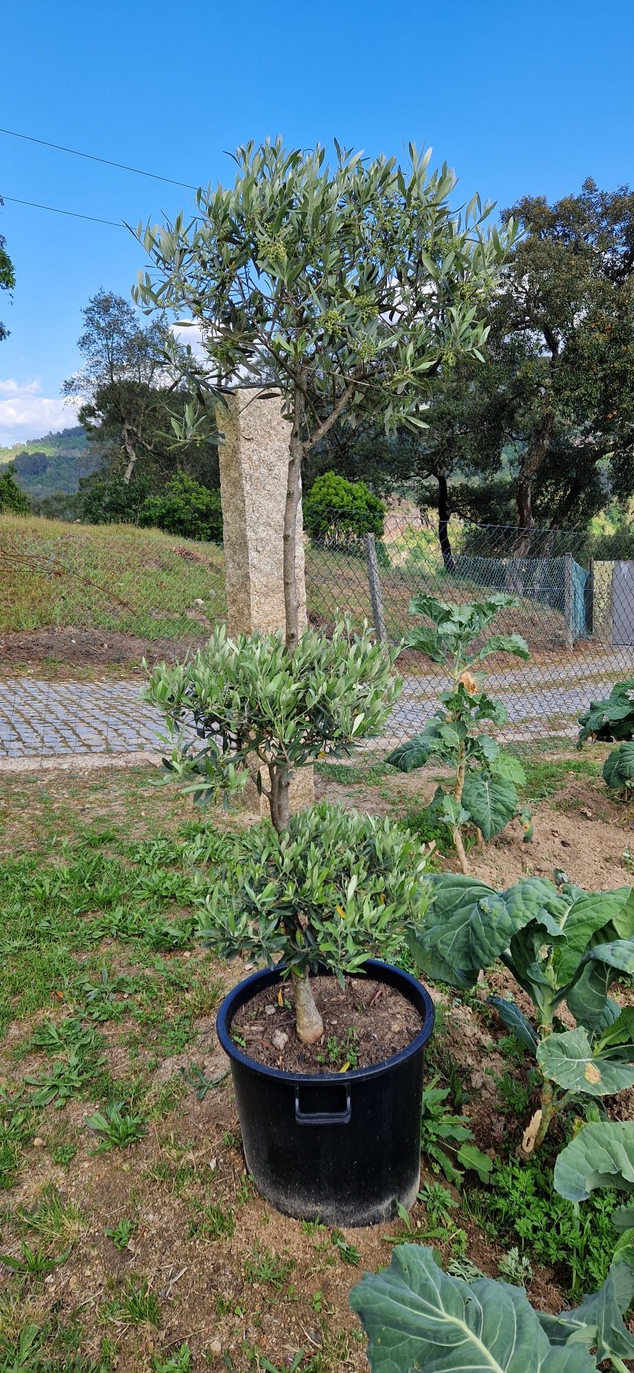 Oliveiras para jardim