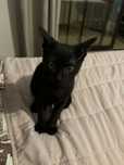 Gatinho preto bebé para adopção