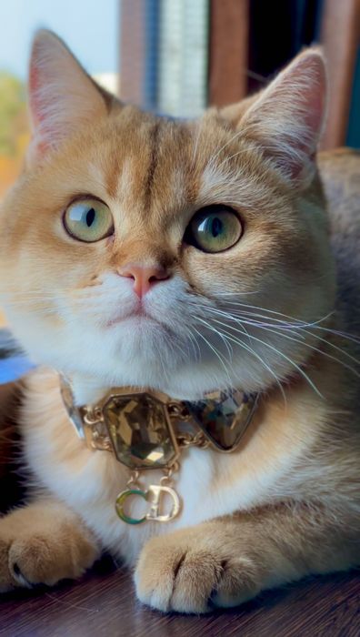 Золотая шиншилла 6 месяцев