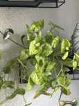 Wyprzedaż roślin, niskie ceny, filidendron, monstera, alokazja