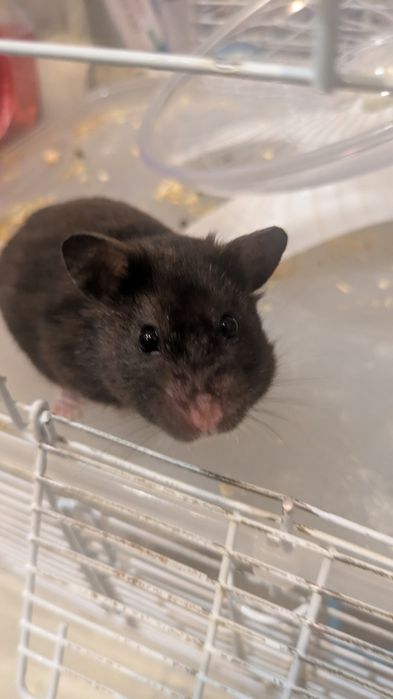 Chomik razem z klatką