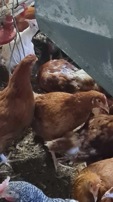 Kury Nioski młode prosto z FERMY od Hodowcy drobiu.Rosa kolorTRANSPORT