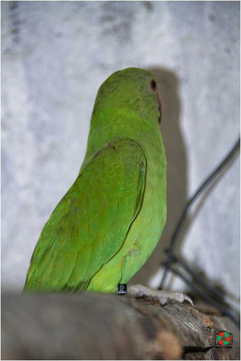 Ring Necks varias mutações