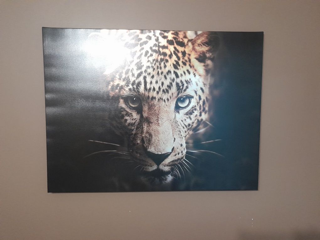 Obraz z gepardem tygrysem 100x75cm