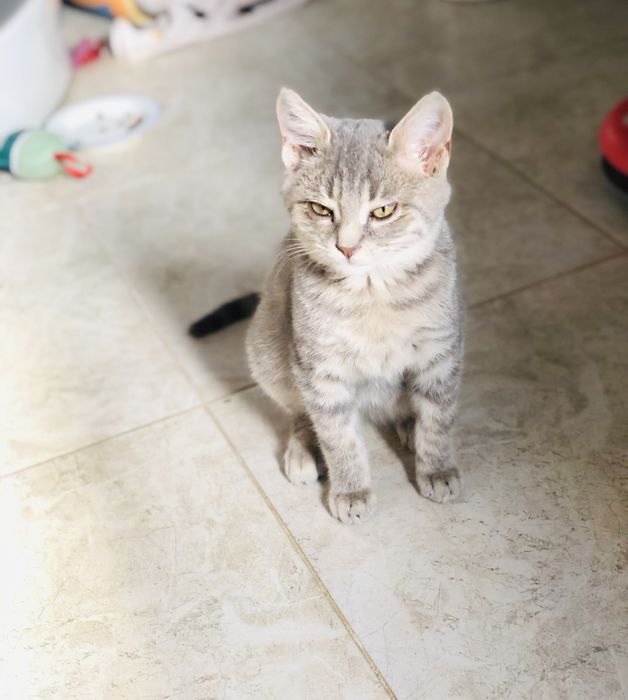 Котик безкоштовно